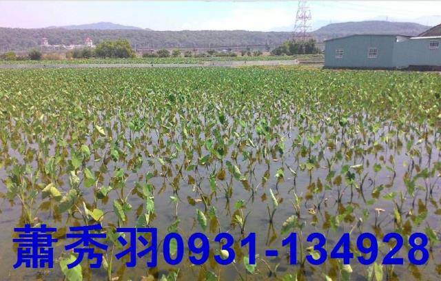 台中后里農地-0
