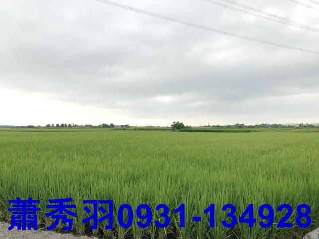 台中外埔農地-1