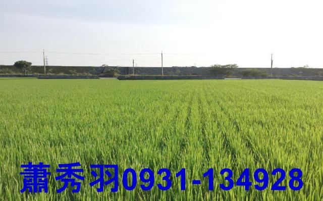 大甲農地-1