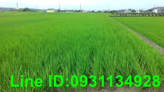 苗栗苑裡農地-0