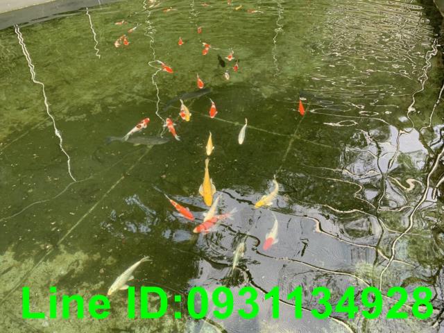 台中后里農地-4