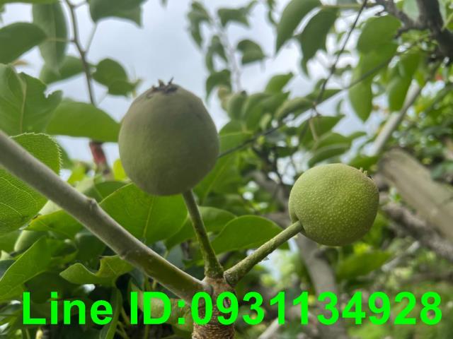 新社農地-5